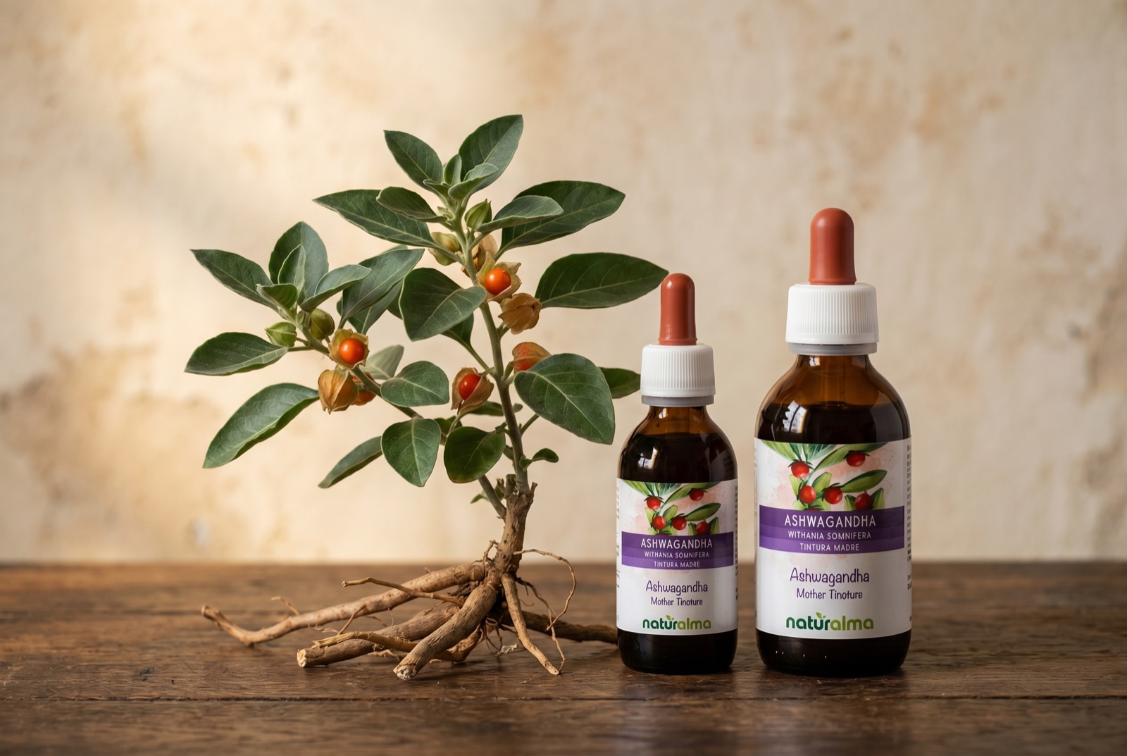 Ashwagandha — arbusto con foglie ovali verde scuro, fiori verdi a campana e bacche rosso-aranciate nel suo habitat naturale