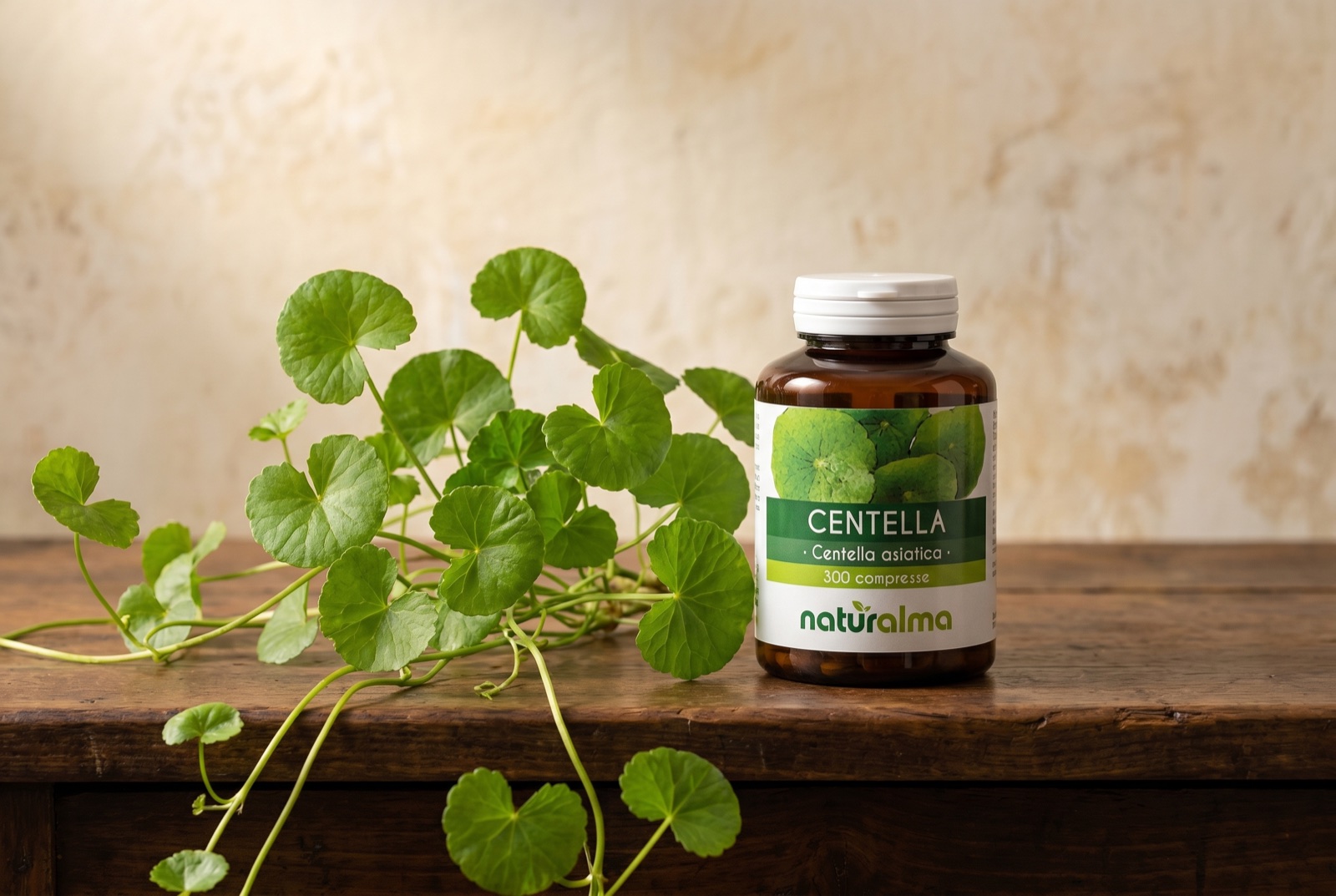 Centella asiatica — pianta strisciante con foglie tonde a ventaglio a margine smerlato nel suo habitat umido